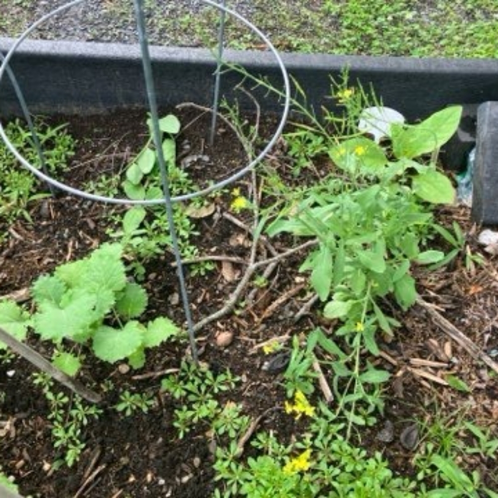 Garden DONATION Non GMO Seeds And  gift for your support. - Picture 12 of 16